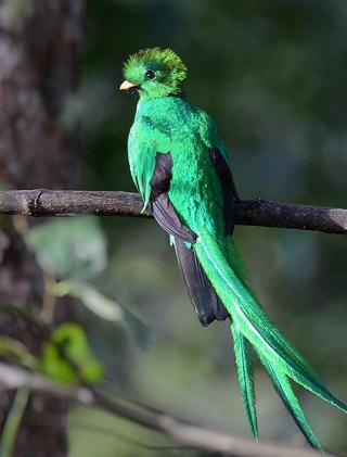 A rare quetzal was spotted on the bird-banding trip last year (ownbyphotography.com)